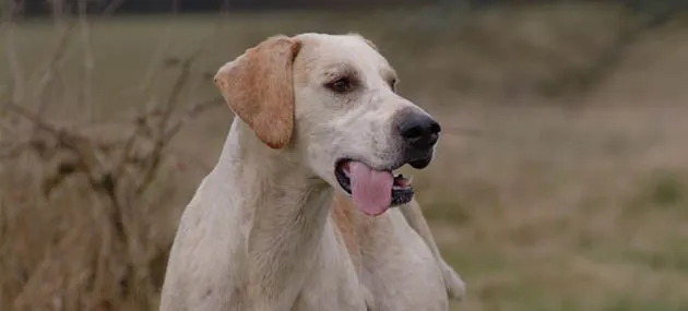 猎狐犬多少钱,好养吗?猎狐犬图片|价格|训练 | 宠物狗选购技巧