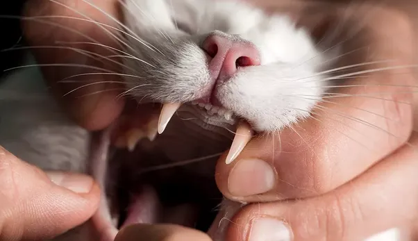 猫咪换牙后可能会得青春期齿龈炎! | 宠物猫病虫害防治