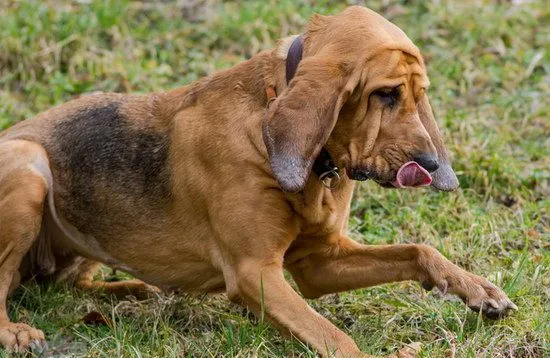 寻血猎犬耳朵怎么清洁 寻血猎犬耳朵护理方法 | 宠物病虫害防治