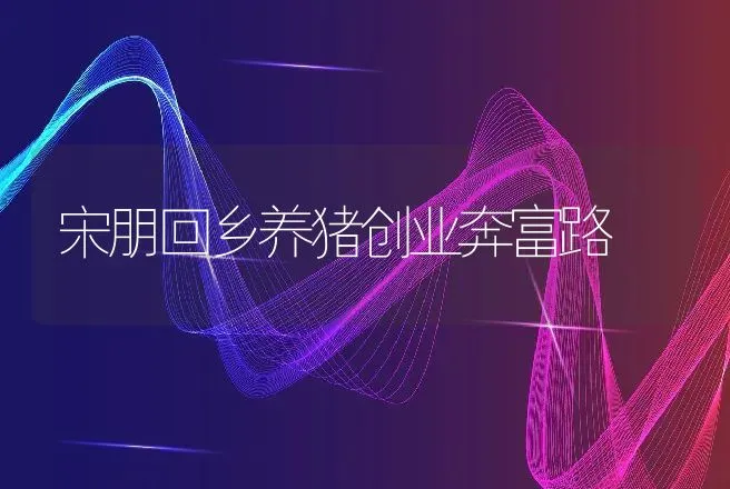 宋朋回乡养猪创业奔富路 | 养殖致富