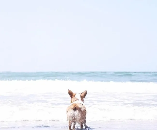 小柯基犬在海边秀美臀写真照片 | 宠物新闻资讯