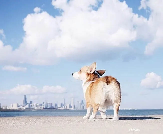 小柯基犬在海边秀美臀写真照片 | 宠物新闻资讯