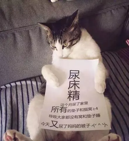 铲屎官该如何“拯救”猫咪乱尿 | 宠物猫饲养