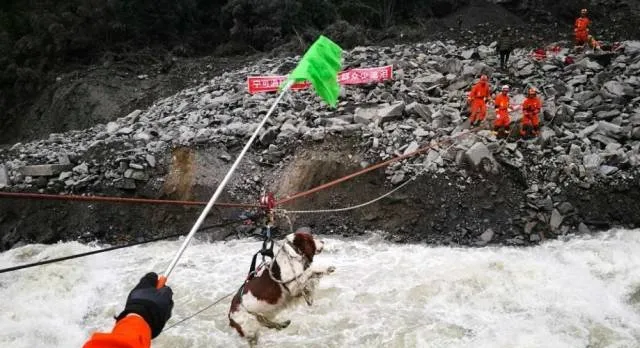 四川茂县山体垮塌事件现场 一线的消防人员和搜救犬辛苦了 | 宠物新闻资讯