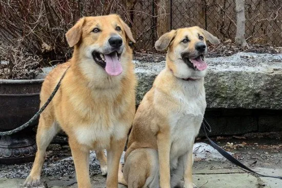 奇努克犬牙齿怎么清洁 奇努克犬牙齿护理方法 | 宠物病虫害防治