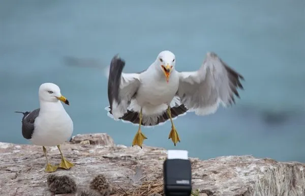 海边嬉戏喂食的海鸥 | 宠物鸟图片欣赏