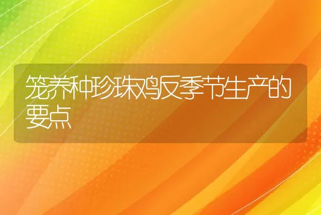 笼养种珍珠鸡反季节生产的要点 | 动物养殖