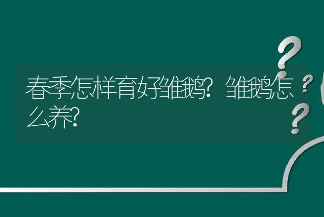 春季怎样育好雏鹅?雏鹅怎么养? | 家禽养殖
