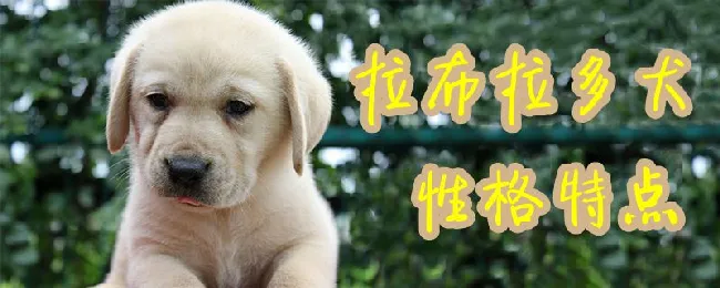 拉布拉多犬性格特点 | 养宠入门知识