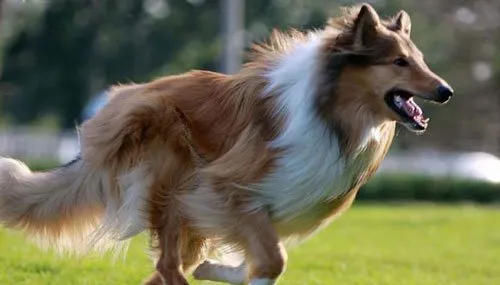 苏格兰牧羊犬的饲养 | 宠物狗饲养