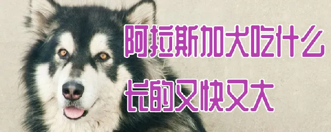 阿拉斯加犬吃什么长的又快又大 | 宠物病虫害防治