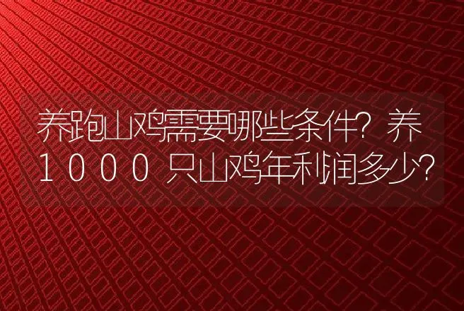 养跑山鸡需要哪些条件？养1000只山鸡年利润多少？ | 家禽养殖