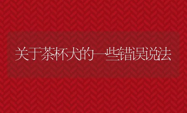 关于茶杯犬的一些错误说法 | 宠物趣闻