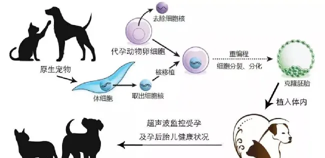 25万“复活”去世的猫猫，宠物克隆到底值不值得? | 宠物新闻资讯