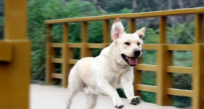 怎么样挑选拉布拉多犬的狗粮 | 宠物狗选购技巧