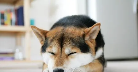 如何训练柴犬拒绝食物 | 宠物狗训练技巧