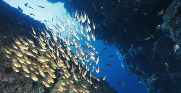 观赏鱼的定义与组成 | 水族宠物图片