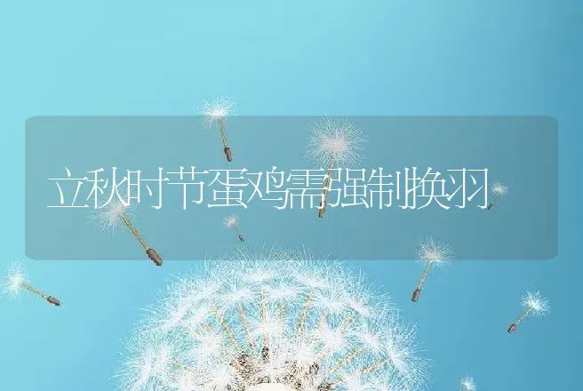 立秋时节蛋鸡需强制换羽 | 家禽养殖