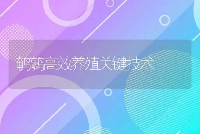 鹌鹑高效养殖关键技术 | 动物养殖