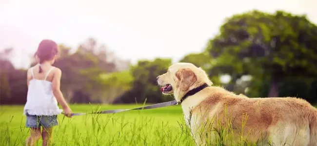 今年是宠物医疗元年，宠物保险的春天还有多远？ | 宠物新闻资讯