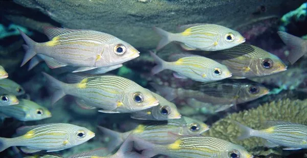 观赏鱼的定义与组成 | 水族宠物图片