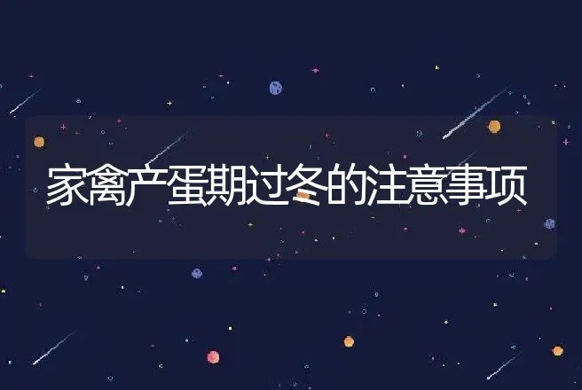 家禽产蛋期过冬的注意事项 | 家禽养殖