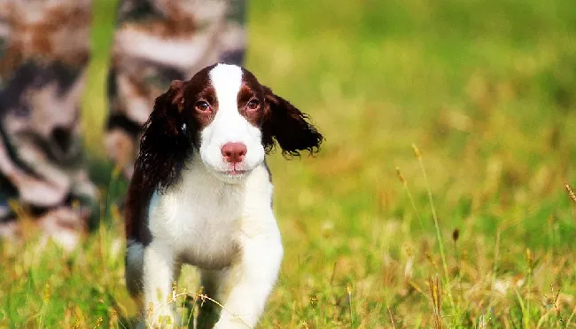 饲养英国史宾格犬时的误区 | 宠物狗饲养