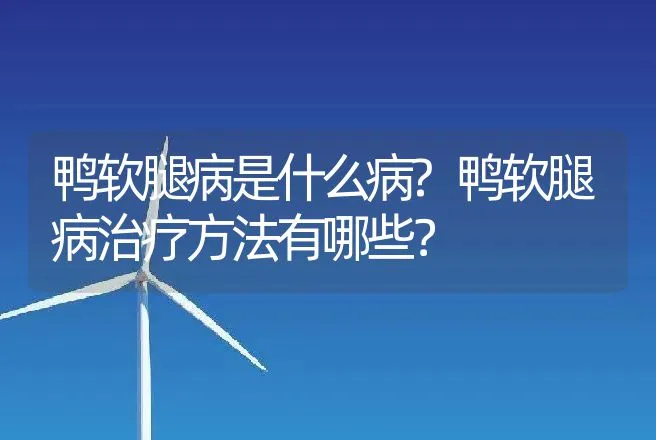 鸭软腿病是什么病?鸭软腿病治疗方法有哪些？ | 兽医知识大全