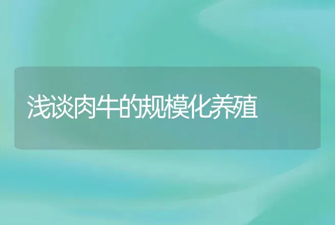 浅谈肉牛的规模化养殖 | 动物养殖