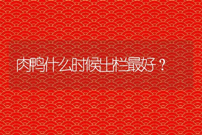 肉鸭什么时候出栏最好？ | 家禽养殖