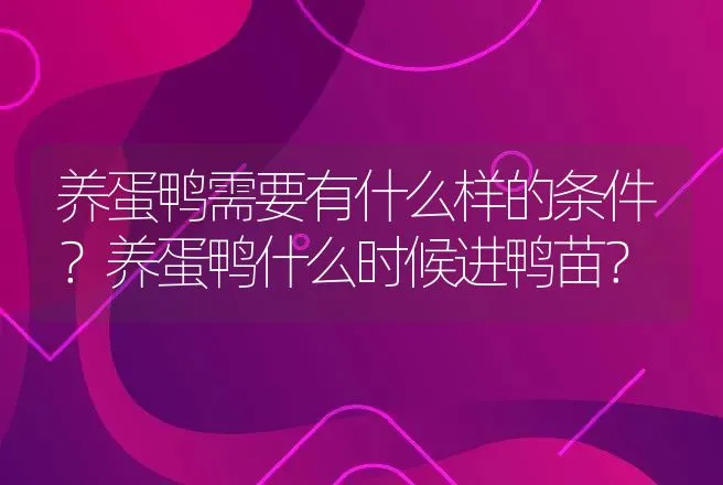 养蛋鸭需要有什么样的条件？养蛋鸭什么时候进鸭苗？ | 家禽养殖