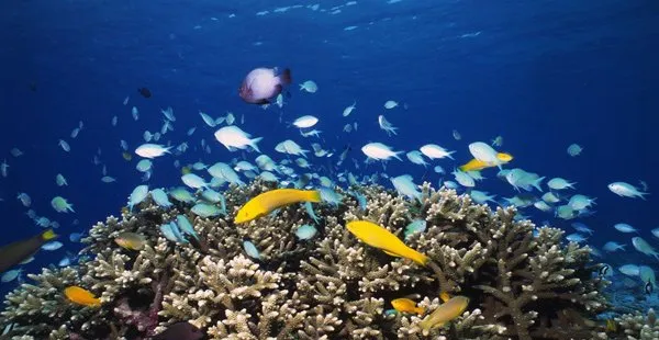 观赏鱼的定义与组成 | 水族宠物图片