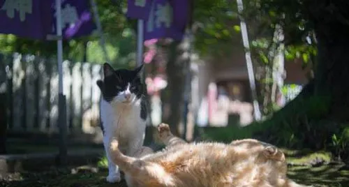 宠物猫咪的王国日本田代岛 | 宠物新闻资讯