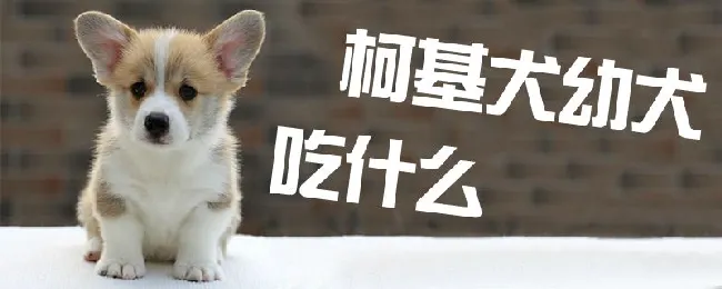 柯基犬幼犬吃什么 | 宠物病虫害防治