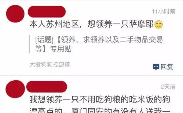 我想领养一只狗，最好是金毛…… | 宠物新闻资讯