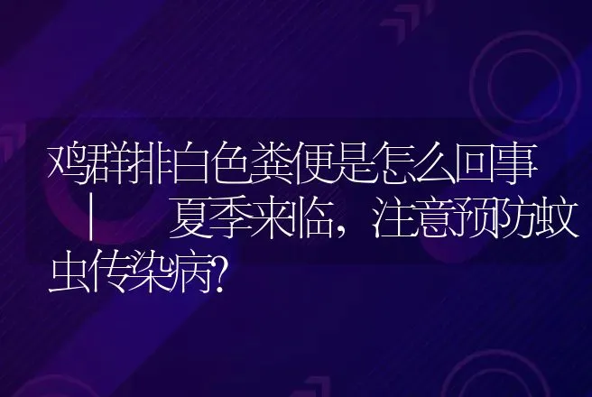 鸡群排白色粪便是怎么回事 | 夏季来临，注意预防蚊虫传染病？ | 家禽养殖