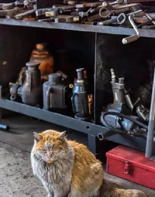 火车站“脏脏猫”从流浪猫变网红，来看看它是什么来头！ | 宠物新闻资讯