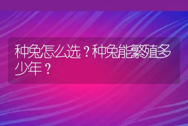 种兔怎么选？种兔能繁殖多少年？ | 特种养殖