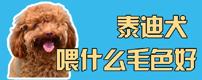 泰迪犬喂什么毛色好 | 宠物病虫害防治