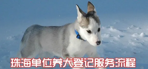 珠海单位养犬登记流程 | 宠物政策法规