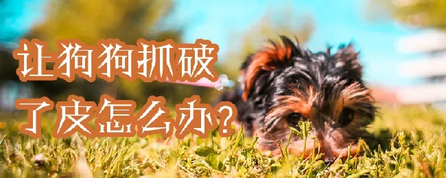 让狗狗抓破了皮怎么办 | 宠物病虫害防治