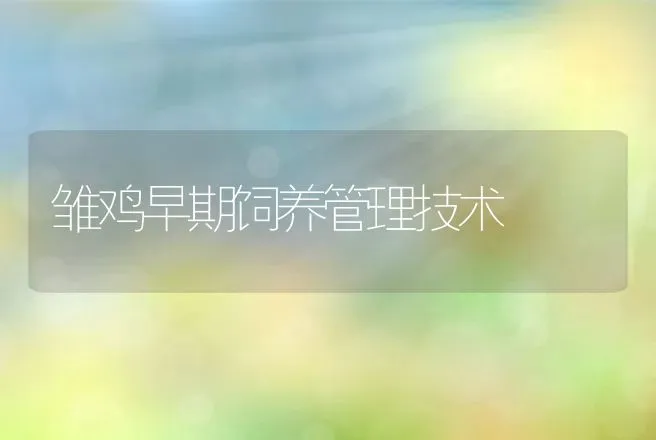 雏鸡早期饲养管理技术 | 家禽养殖