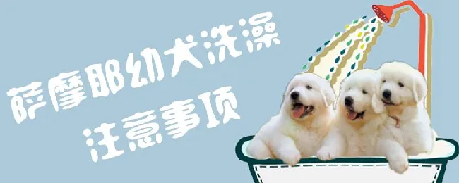 萨摩耶幼犬洗澡方法 | 宠物病虫害防治