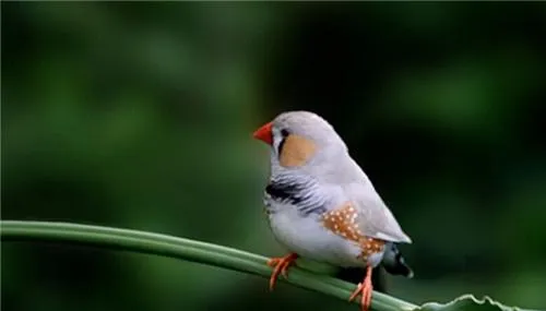 金山珍珠的生活环境 | 宠物病虫害防治