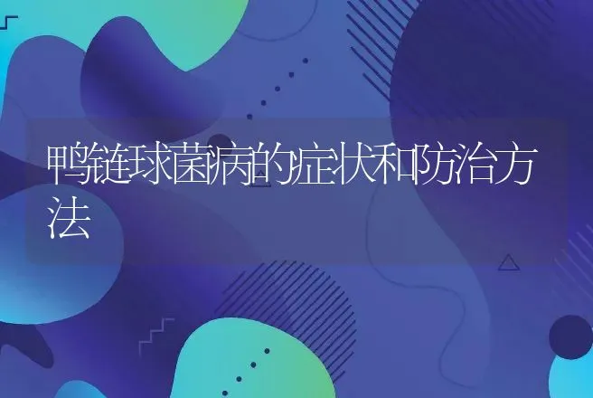 鸭链球菌病的症状和防治方法 | 家禽养殖