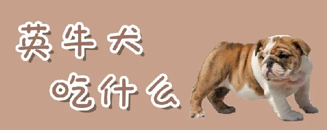 英牛犬吃什么 | 宠物病虫害防治