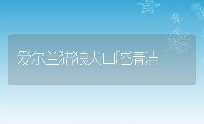 爱尔兰猎狼犬口腔清洁 | 宠物训练技巧