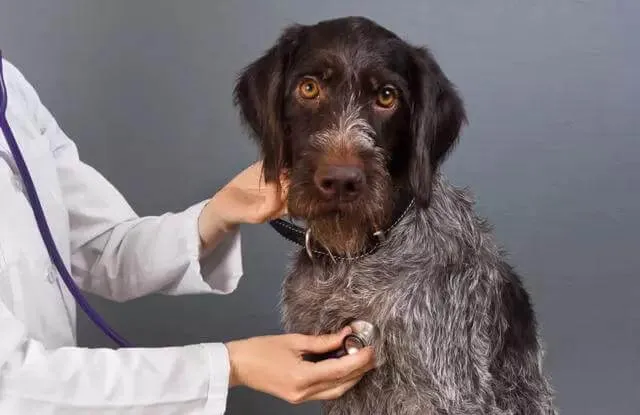 狗狗有这些症状可能是犬心丝虫病，主人可要注意了! | 宠物狗病虫害防治