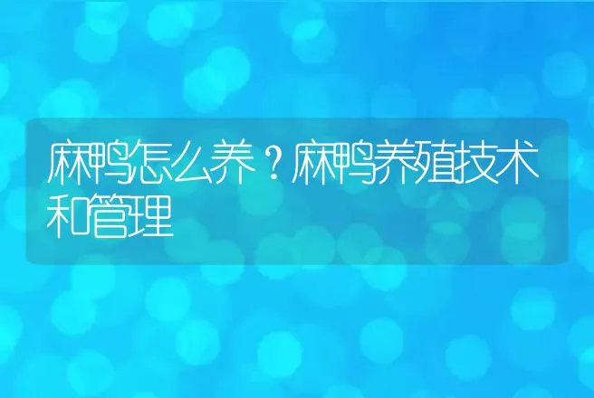 麻鸭怎么养？麻鸭养殖技术和管理 | 家禽养殖