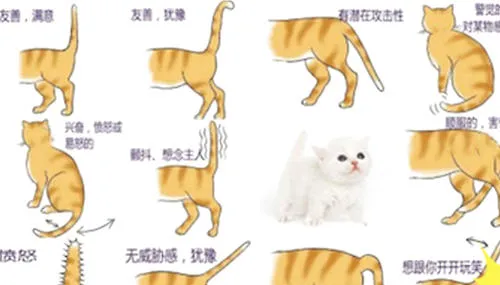 猫咪的尾巴能说明很多问题 | 宠物百科知识